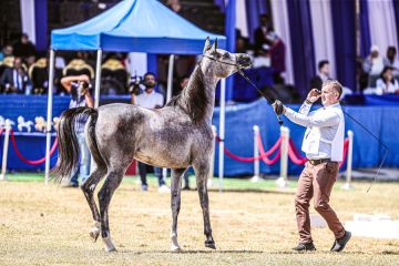 Potret Timur Tengah: Kontes kecantikan kuda ras Arab digelar di Mesir