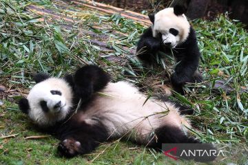 Jubir: panda tetap jadi duta persahabatan meski dikembalikan ke China