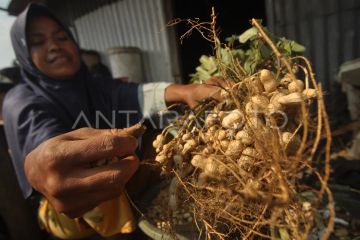 Penurunan produksi kacang tanah