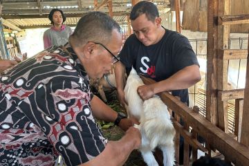 Vaksinasi PMK di Kudus mulai menyasar hewan ternak kambing