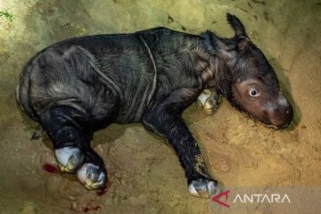 Kelahiran bayi badak sumatra di Suaka Rhino Sumatera TNWK