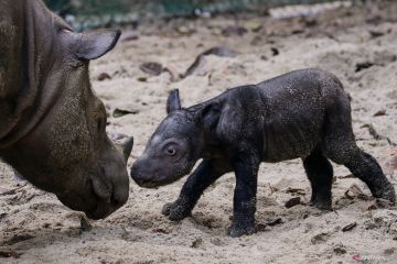 Kelahiran bayi badak sumatra di Suaka Rhino Sumatera TNWK