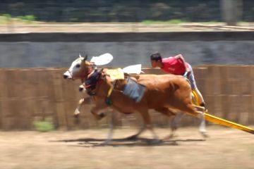 Karapan sapi di Jember berhasil dongkrak pariwisata daerah