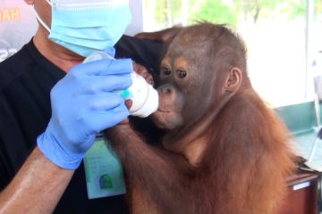 BKSDA Kalteng terima anak orangutan seludupan dari Jawa Timur