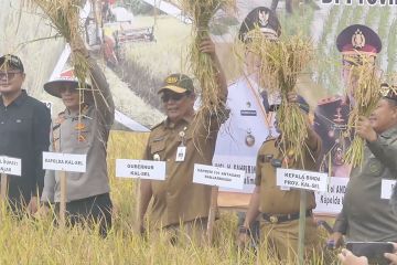 Gubernur Kalsel syukuran panen padi di tengah kemarau