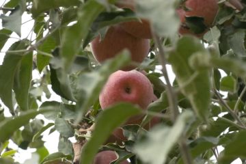 Gurun terluas di China yang kini menjadi kebun buah-buahan