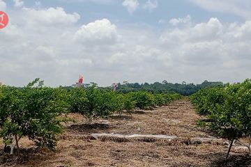 Kaltim canangkan Hortikultura Estate dukung daerah penyangga IKN