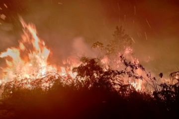 Lahan seluas 10 hektare di Pamona Selatan hangus terbakar