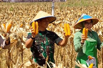 Program I'M Jagong hasilkan 70 ton panen perdana jagung