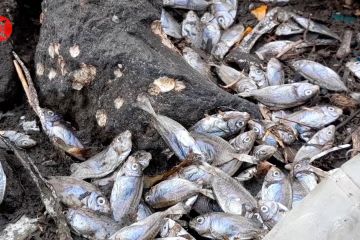 Ribuan ikan mati di pantai Sasa, Kota Ternate