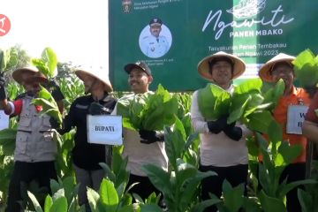 Panen berlimpah, Pemkab Ngawi fasilitasi perizinan petani tembakau