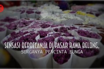 Sensasi berbelanja di Pasar Rawa Belong, surganya pencinta bunga