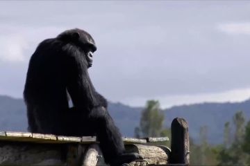 Simpanse di Spanyol terpilih jadi finalis penghargaan kepribadian unik