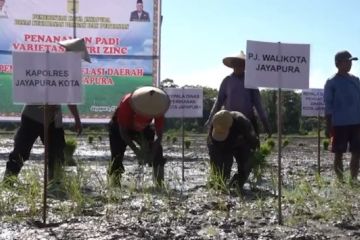 Pemkot Jayapura tanam padi varietas Nutri Zinc seluas 10 hektare