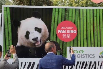 Panda raksasa yang lahir di Belanda pulang ke China