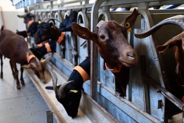Tingkatkan produksi keju, peternak manjakan kambing dengan musik