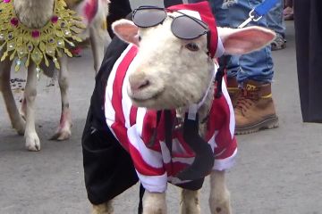 Unik, ada peragaan busana domba dan kambing di Jember