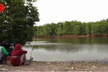 Peran mangrove atasi perubahan iklim di Batam