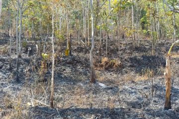 BPBD Garut: Kebakaran hutan di dua gunung padam