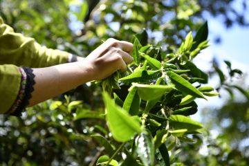 Perdagangan luar negeri produk pertanian China naik 2,8 persen