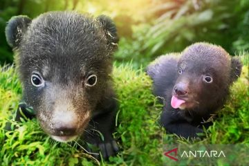 Beruang hitam himalaya lahir kembar di Taman Safari Bali