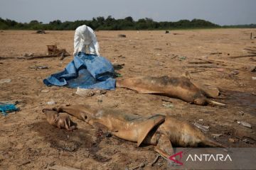 Lumba-lumba mati terdampak suhu tinggi dan limbah di Brasil