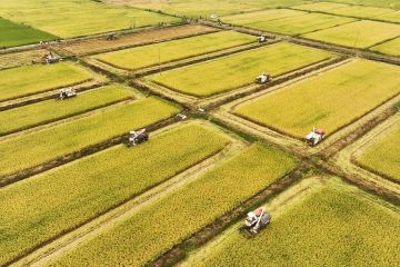 Bank China dukung penanaman lahan pertanian berstandar tinggi