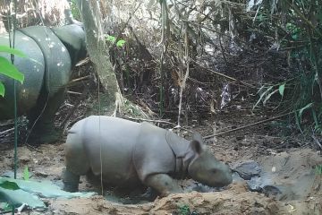 Seekor anak badak jawa terekam kamera jebak di Ujung Kulon