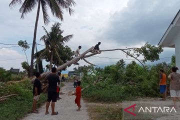 Pohon tumbang diterpa angin kencang