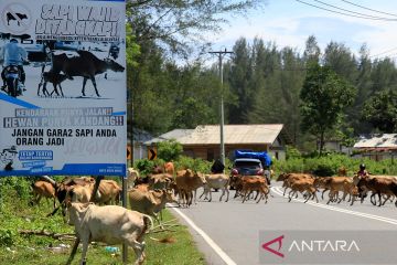 Pemprov siapkan sistem pemetaan interaktif pengelolaan ternak di Aceh