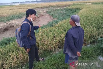 Warga Cirebon memanfaatkan lahan kering Waduk Setupatok untuk bertani