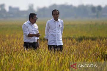 Presiden Jokowi tinjau panen padi di Subang