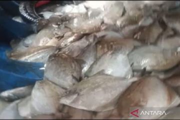 Nelayan Pantai Indah Mukomuko panen ikan bawal