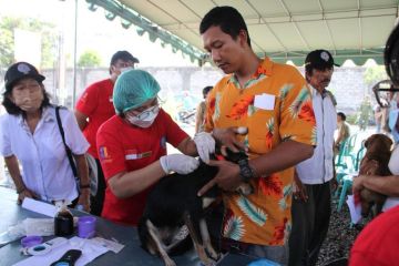 Pemasangan mikrocip pada anjing di Denpasar dapat cegah rabies