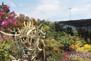 Pilihan bunga yang memikat mata