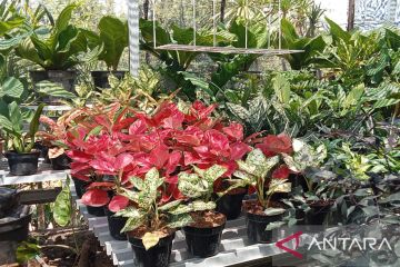 Pilihan bunga yang memikat mata