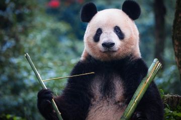 Panda raksasa kelahiran Jepang tampil untuk kali pertama di China