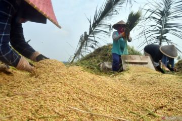 Kementan janji beri hadiah ke daerah yang memproduksi banyak beras