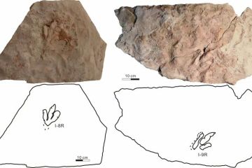 Tim ilmuwan pastikan fosil jejak kaki di Xinjiang milik theropoda