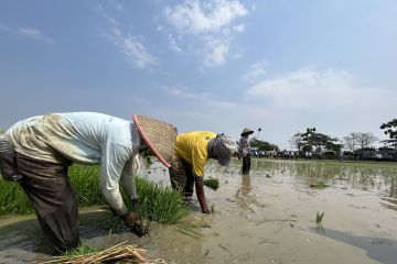 Plt Mentan akan hubungi Erick soal pembelian solar untuk petani