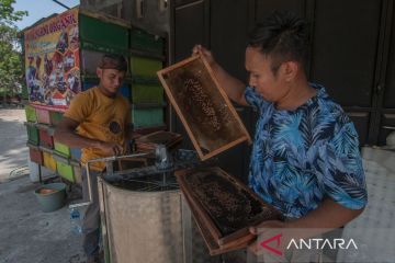 Panen madu di Klaten