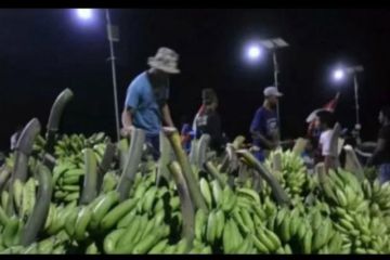 OJK: Pembiyaan perbankan untuk komoditas pisang masih rendah