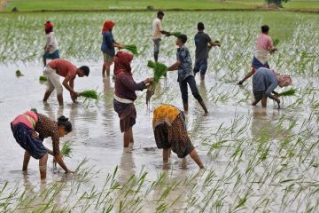 Ekspor dibatasi, petani beras basmati di India terancam rugi