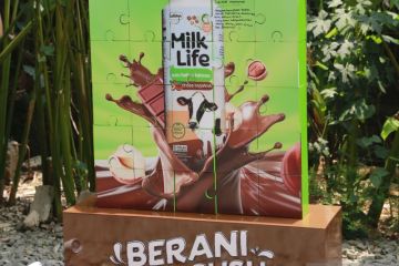 MilkLife luncurkan susu bebas laktosa Choco Hazelnut