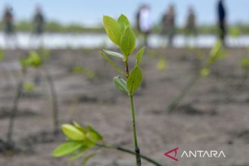 FOTO - Penanaman mangrove untuk pemulihan lingkungan