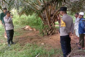 BKSDA turunkan tim atasi gangguan harimau di Aceh Timur