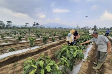 Lampung kembangkan kopi sistem pagar naikkan produktivitas