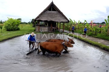 Pengembangan pariwisata berkelanjutan kunci kemajuan desa