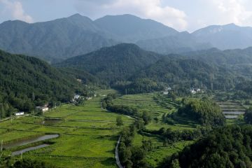 Studi: tingkat serapan karbon cemara China paling tinggi