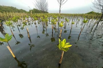 BRIN pelajari cara tumbuhan bertahan hidup